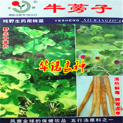 寿光特色保健蔬菜 中草药 四季种植 阳台盆栽 大力子牛蒡子种子