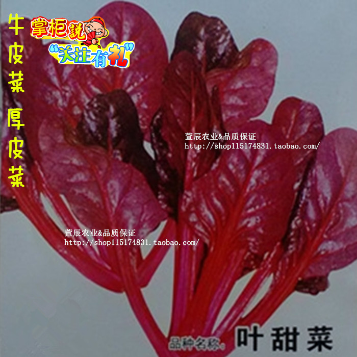 寿光蔬菜 台湾红叶菠菜种子-红梗菜 叶甜菜种子 补血圣菜5g原装