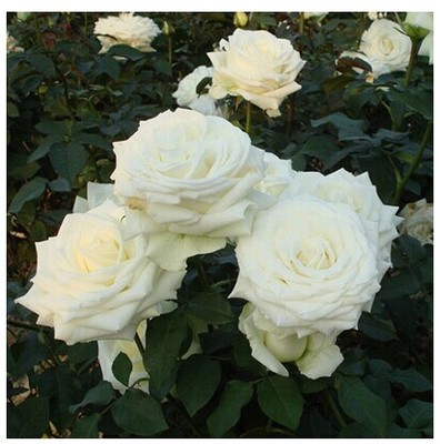 切花月季苗 玫瑰苗供应玫瑰鲜切花种苗 坦尼克玫瑰苗 批发 坦尼克