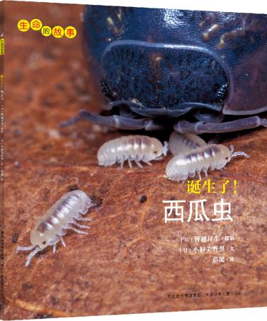 正版书籍 生命的故事：诞生了！西瓜虫 【日】小杉美野里 文, 彭懿
