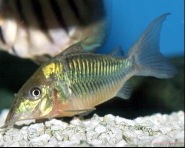 正品[金鱼特技遥控车]金鱼中巴车型评测 八条鱼