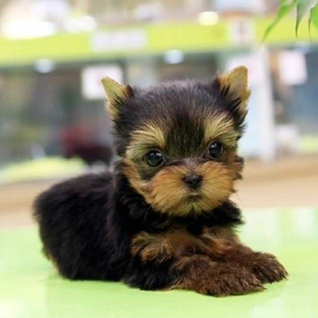 超小体纯种约克夏犬幼犬金背银头约克夏幼犬小体约克夏犬