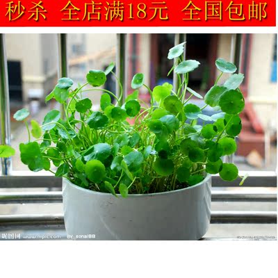 铜钱草根茎水培植物花卉室内盆栽花卉绿植盆景防辐射套餐净化空气