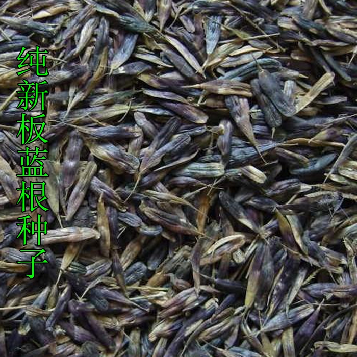 批发中药材种子批发板蓝根种子纯新籽10/斤药食两用纯新正品保证