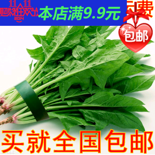 日本大叶菠菜种子 阳台种菜种子 富含维生素铁 极易种植 补血食材