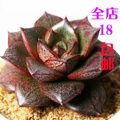 多肉植物大和锦老桩 多头组合超大盆栽 办公室群生肉多肉植物包邮
