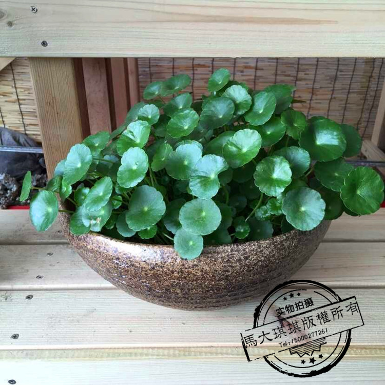 水培植物铜钱草金钱草花卉盆栽盆景防电脑辐射办公绿植净化空气