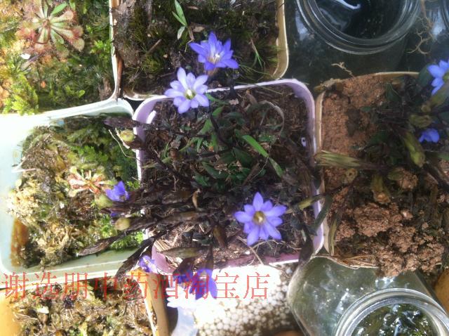 野生新鲜龙胆草陵游草龙胆苦龙胆草地胆草胆草山龙胆四叶胆可种植