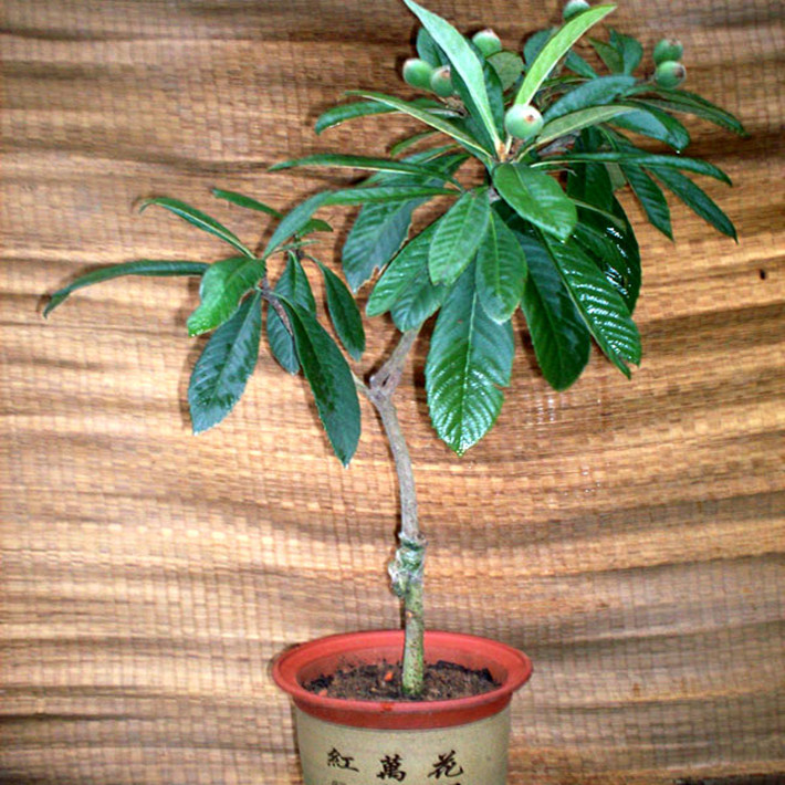 正品[枇杷树苗]枇杷树苗价格评测 枇杷树苗品种