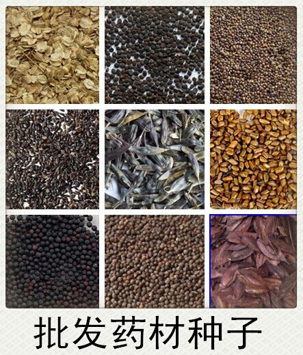 药材种子 白芷 桔梗 板蓝根 丹参 决明子 党参 柴胡 防风种子批发
