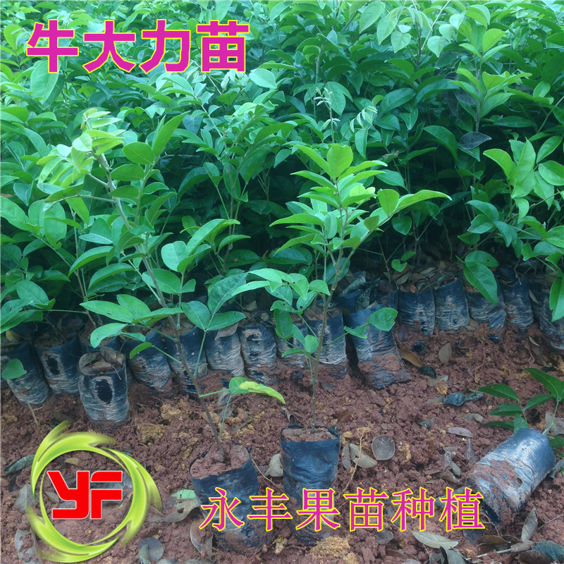 正宗大叶  细叶牛大力种苗 牛大力苗 牛大力种子 牛大力种苗 果苗