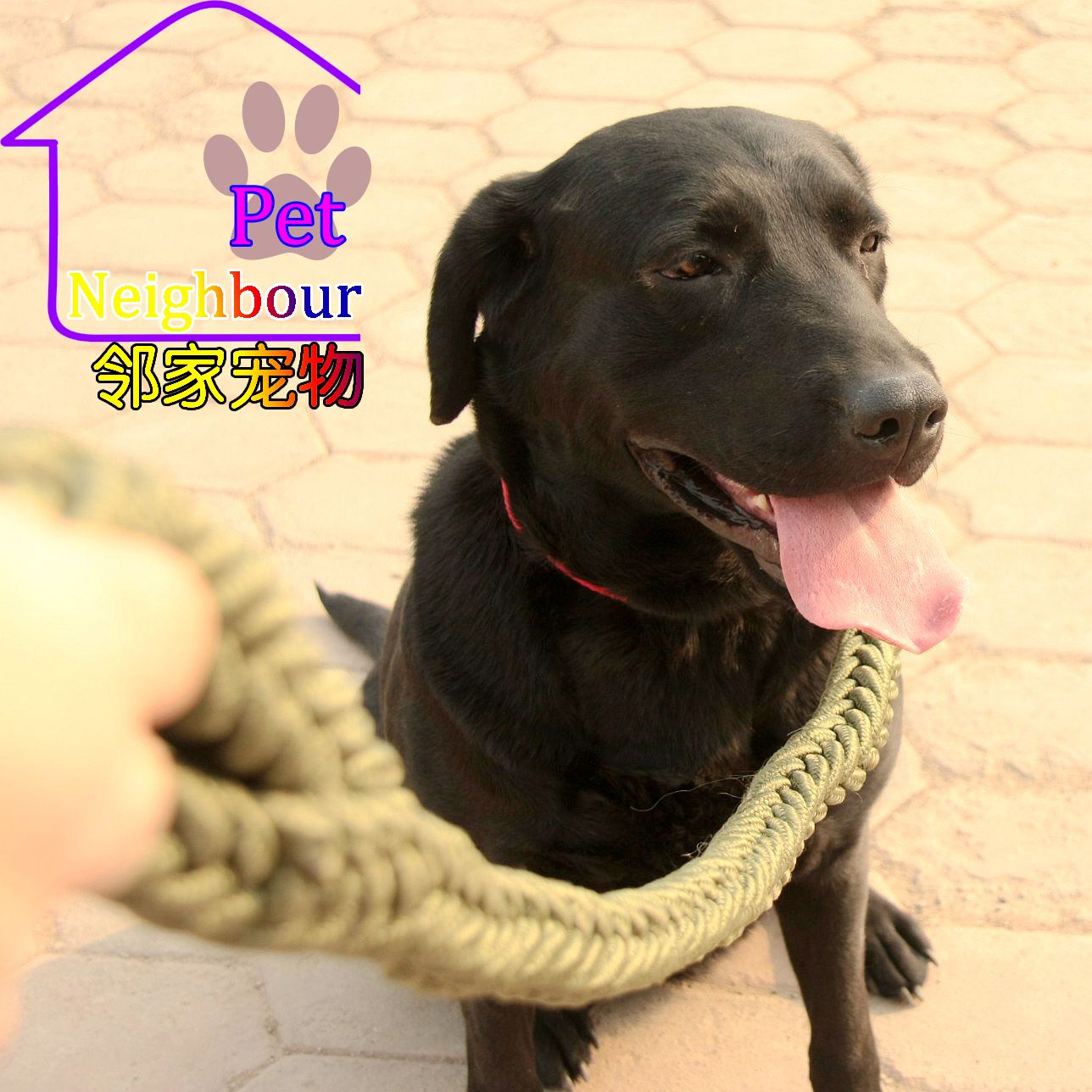 正品[拉布拉多狗民论坛]拉布拉多论坛狗民网评