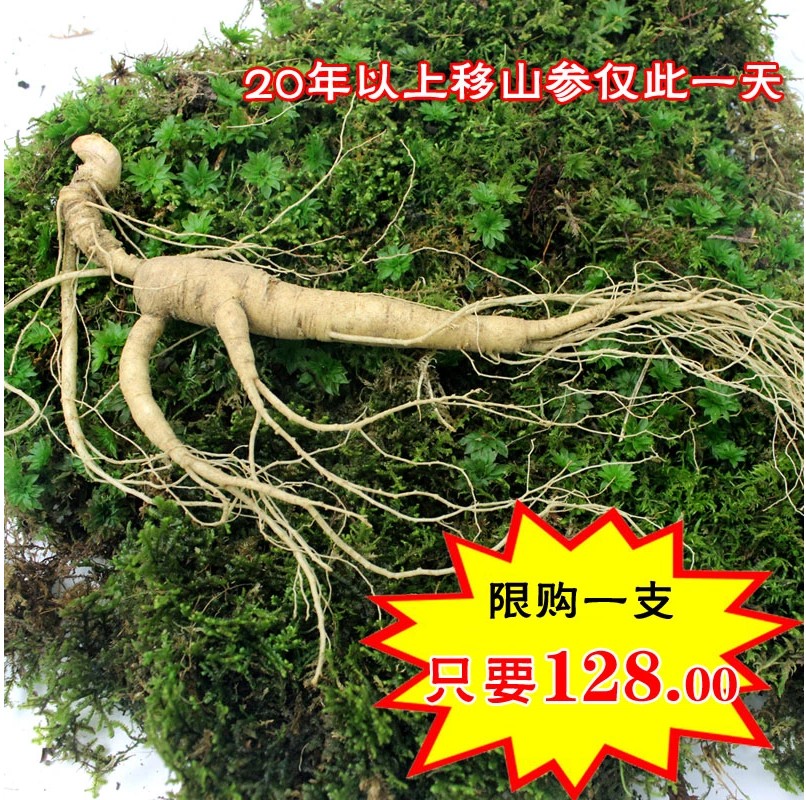 野生林下参 东北长白山鲜人参 礼盒 特产移山参20年 包邮
