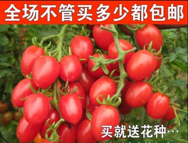 推荐最新紫番茄 紫番茄是转基因吗信息资料
