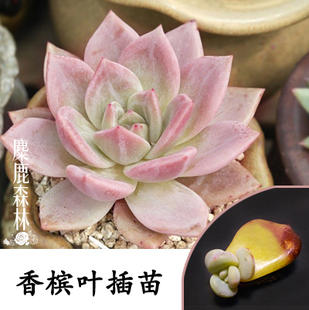 韩国进口多肉香槟6~7cm有桩带根粉香槟白夜香槟颜色美丽景朗多肉