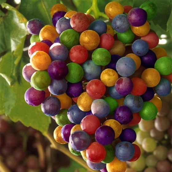 热销果树 进口 地栽葡萄树苗 七彩葡萄苗 盆栽