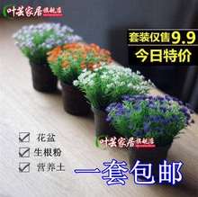 【含盆套餐】花卉种子 满天星种子套餐 康乃馨花薄荷茉莉花卉盆栽