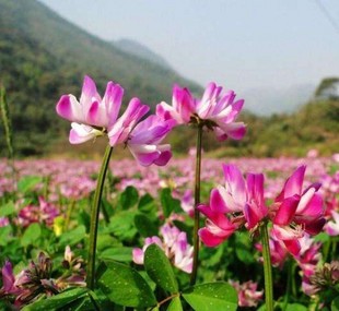 紫云英种子红花草子食用野菜 养蜂蜜源 绿肥牧草高产种籽