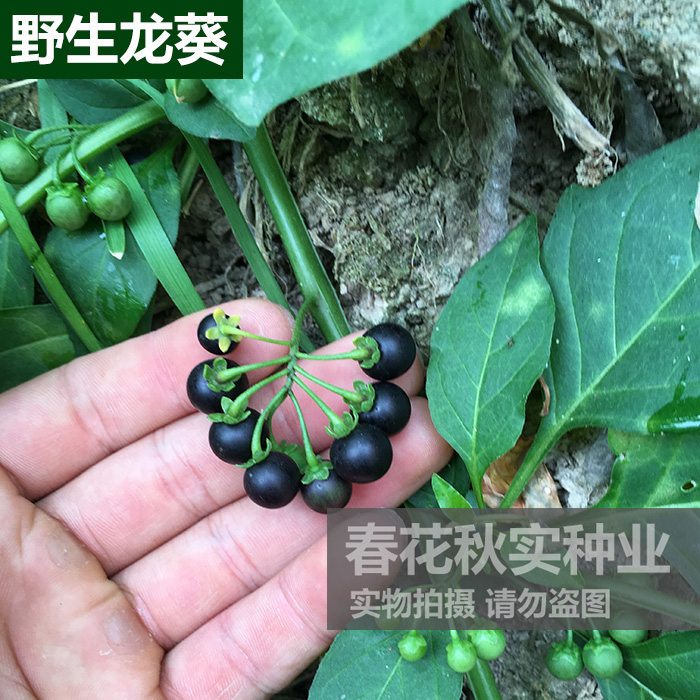 农家野生龙葵种子 黑悠悠小燕悠春夏秋四季蔬菜水果种子 阳台盆栽