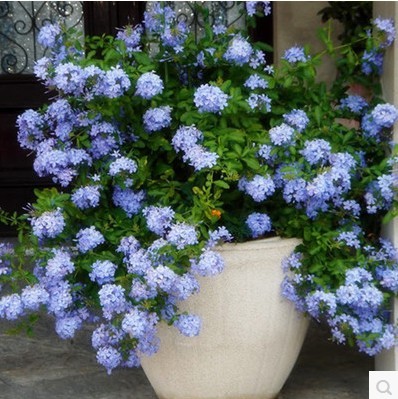 淘宝庭院植物_ 藤本花卉 绿植盆栽 屋檐 颜色清新 春天 蓝雪花盆栽