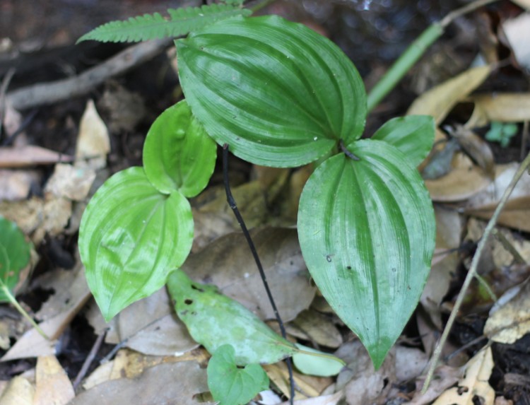 见血清野生中草药见血青中药材鲜品李正磊三角枫可做盆景新鲜包邮