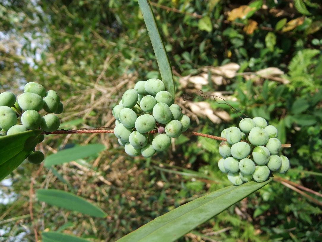 野生土茯苓种子 土茯苓苗 盆栽地栽红土苓硬饭头药材种子50粒易种