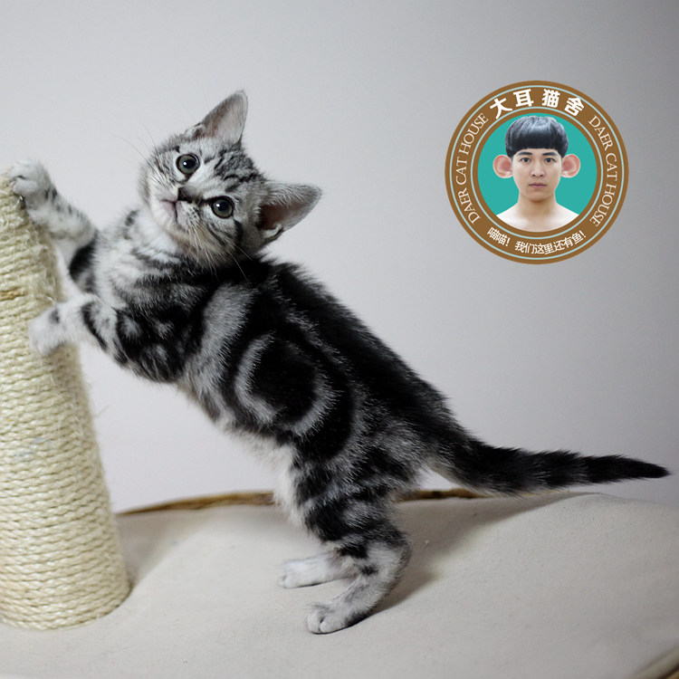 8月更新 美短银虎斑 活体幼崽幼猫 宠物猫 标斑背纹弟弟可爱健康