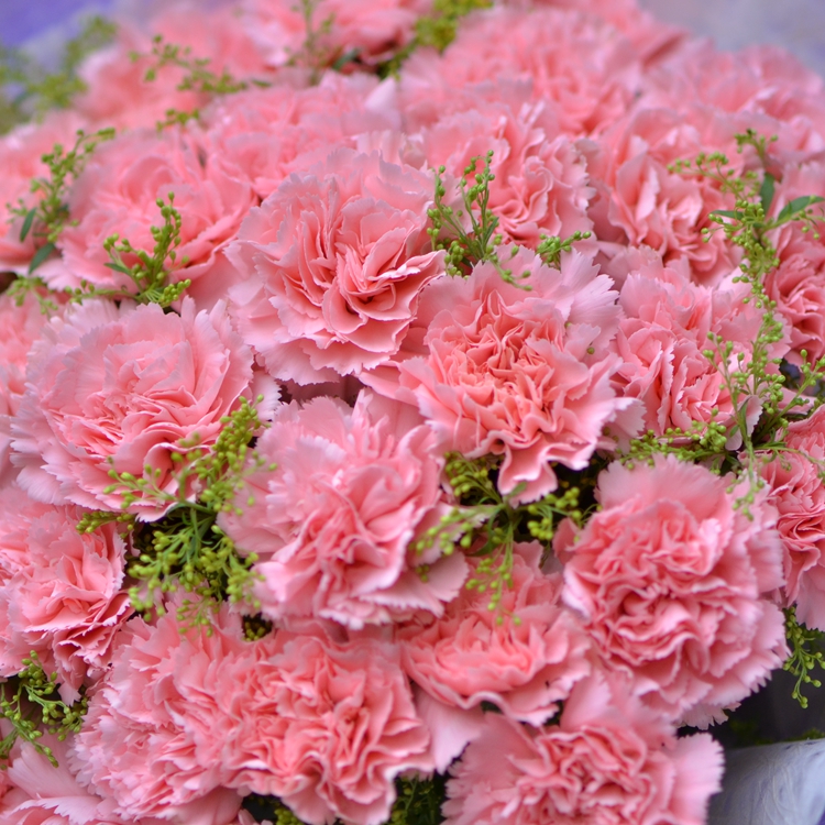 33朵粉色康乃馨花束母亲节鲜花长沙同城鲜花速递送长辈生日祝福