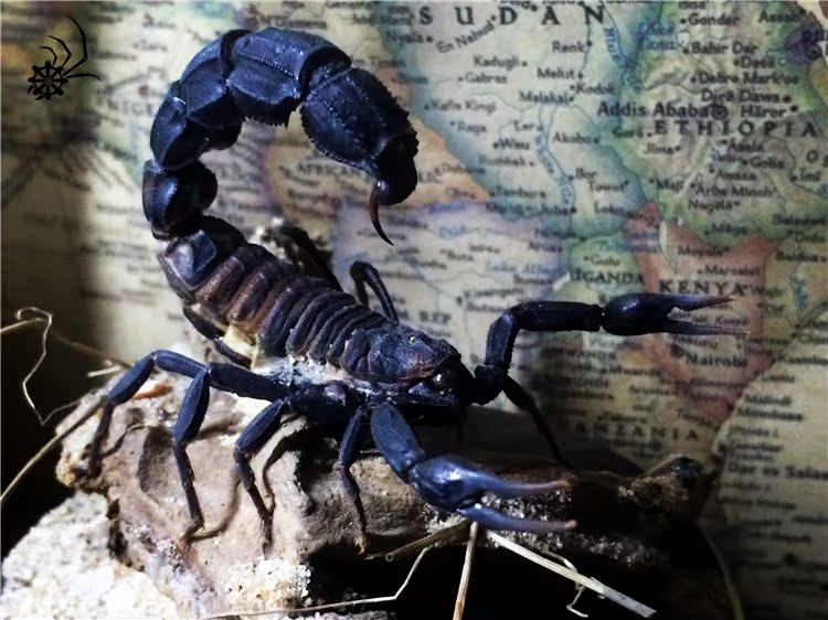 北非黑肥尾蝎 am 仿生整资 造景标本 博物收藏 妖械行