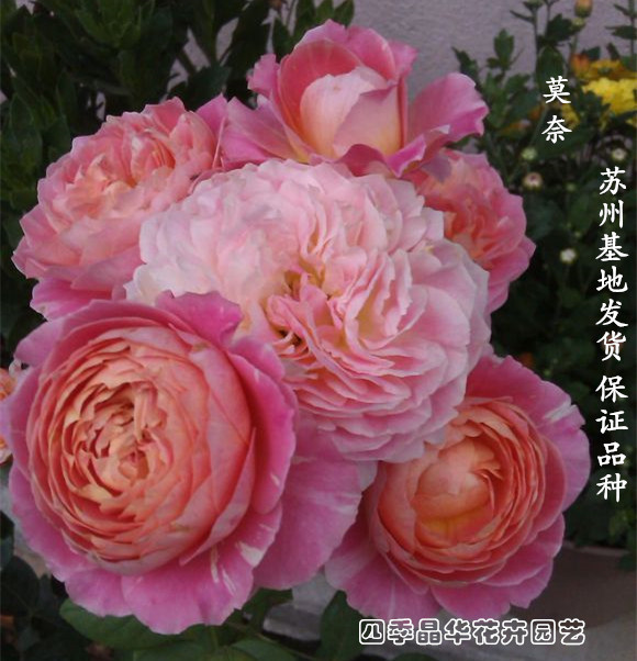 莫奈月季花苗花卉中大苗 灌木条纹经典 庭院阳台花卉盆栽月季花苗