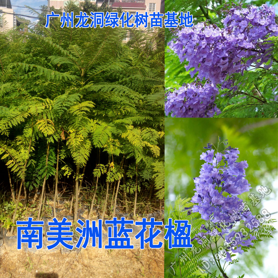 巴西蓝花楹树苗蓝色花盆栽南美洲蓝花楹苗带土带叶蓝雾树苗