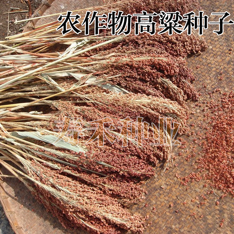 一代杂交种 红高粱种子 酿酒专用 抗病 抗旱 优质高产中早熟 50g