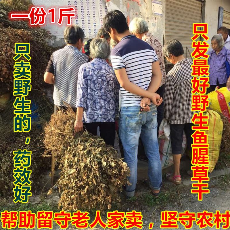 【天天特价】农家自晒野生鱼腥草干鱼腥草凉茶新鲜折耳根干草包邮