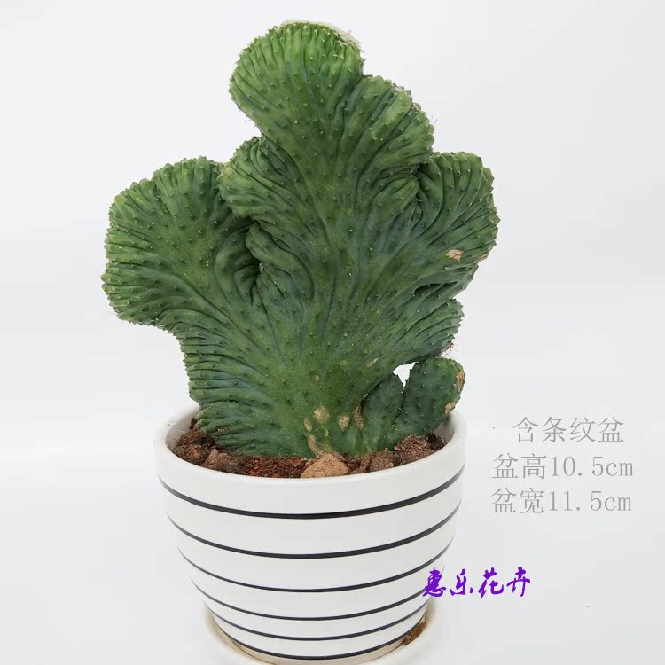 多肉植物 【五指山】办公室防辐射绿植小盆栽大棚实拍