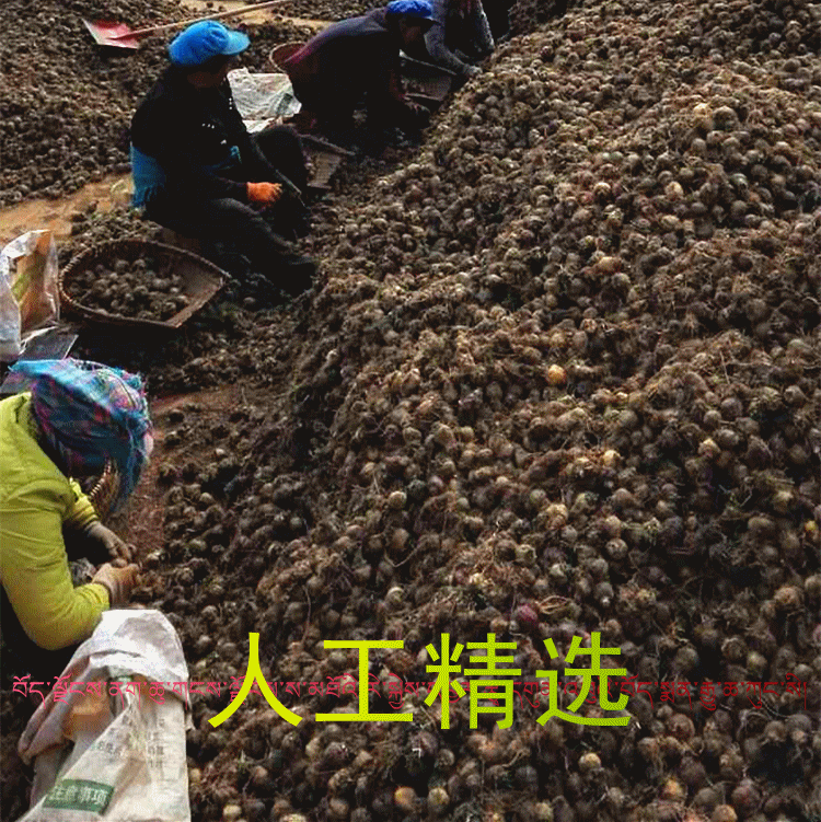秘鲁进口野生黑玛卡 100克 黑玛咖精片 黑玛咖干果 黑玛咖干片