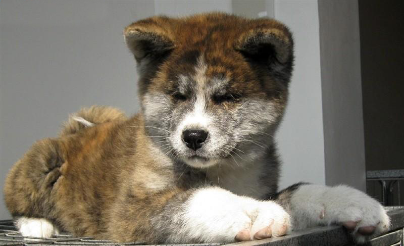 纯种日系秋田犬幼犬日本虎皮秋田狗狗大型犬公母都有犬舍直销精品