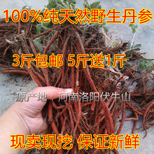 血参茶 现卖现挖 新货 500克红参 野生新鲜紫花丹参