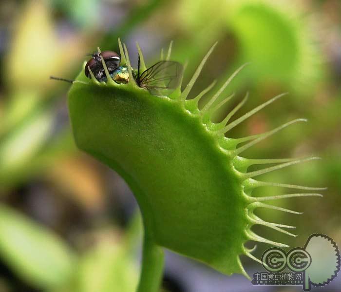 食虫植物-奶油瓶x红葫芦猪笼草(实生苗)nepenthes ventricosa