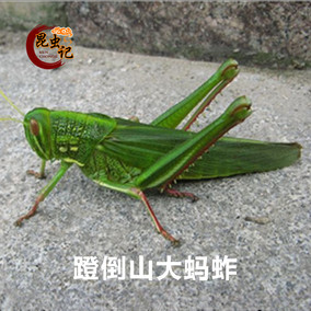 蹬倒山大蚂蚱 绿色棉蝗蚂蚱 牛蚂蚱 蝗虫 蚱蜢