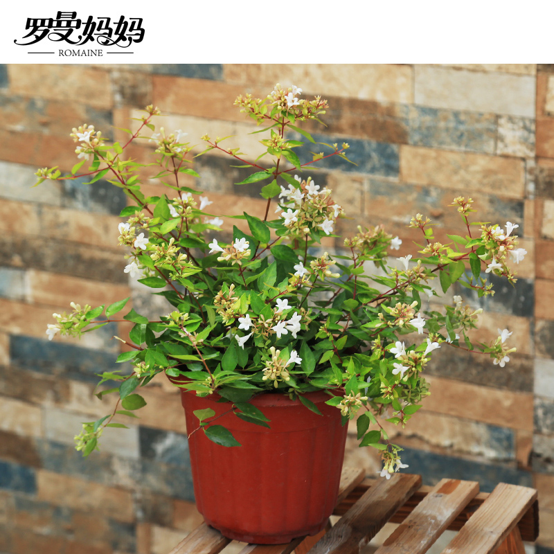 珊瑚树 彭珊瑚 光棍树多肉植物盆栽花卉喜光耐旱桌面绿植四季常绿