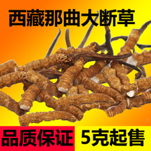 正宗断草正品 顺丰 虫草野生西藏那曲冬虫夏草礼盒装 十年老店