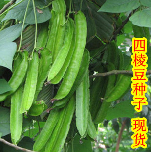 新鲜蔬菜--海南特色菜-四角豆-四棱豆-龙豆(2包)超级好吃养生菜