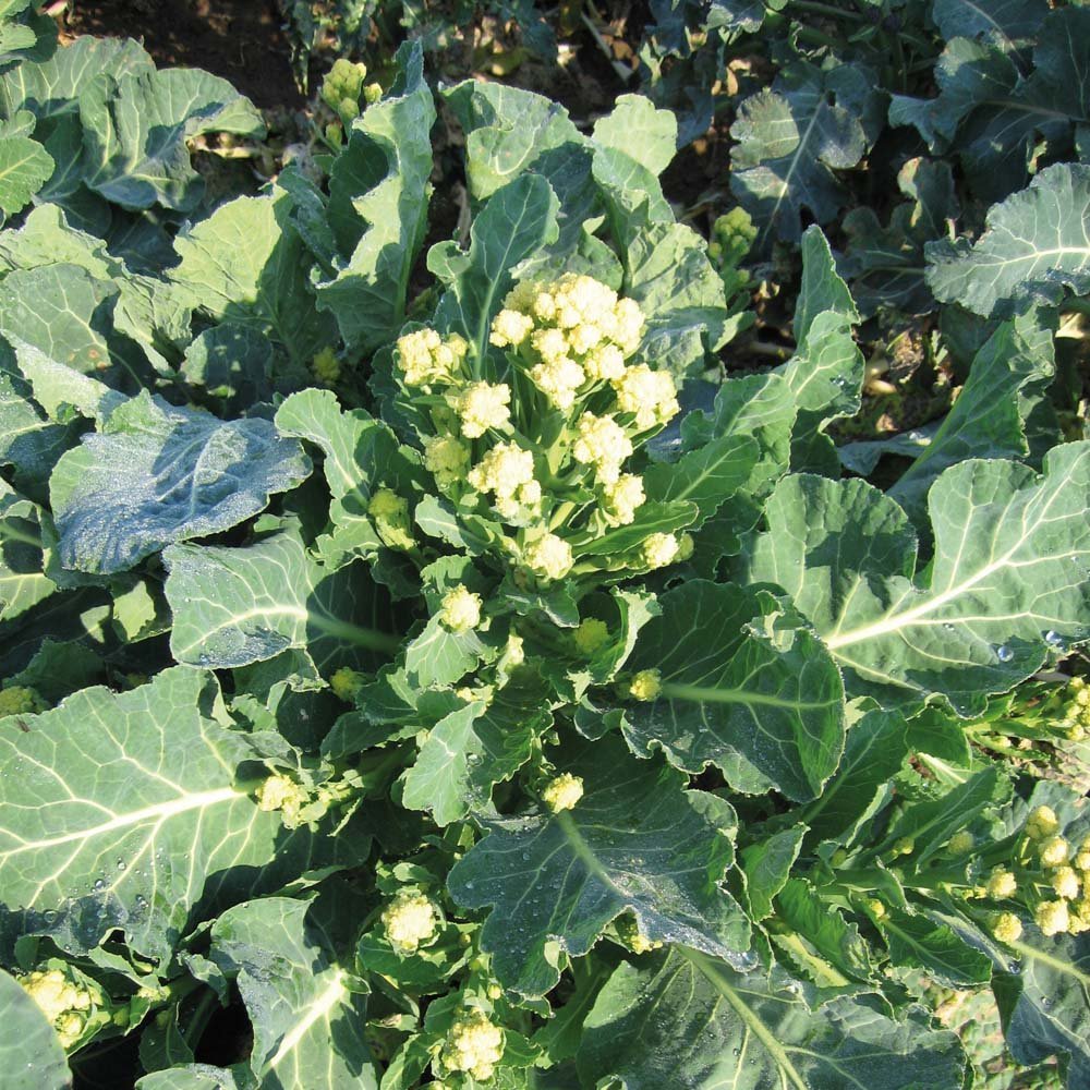 英国进口蔬菜 broccoli white白花芥蓝/白色侧枝型西兰花种子10粒