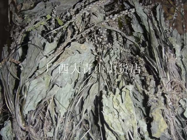 2013中药材 新鲜野生干车前草 车前子 清热祛痰止泻 车前草茶