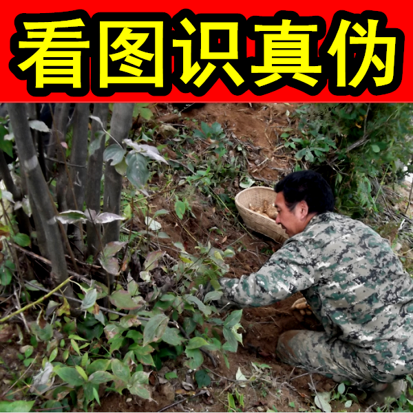 正品野生神农架天麻冬麻无硫不酸纯野生特级红干天麻批发特价100g