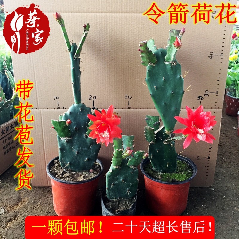 仙人掌嫁接令箭荷花盆栽 室内阳台绿植盆栽花卉 令箭荷花花苗包活