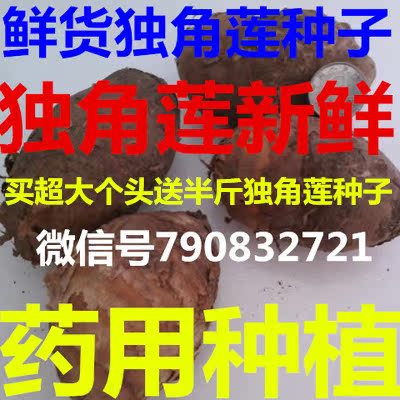 野生新鲜独角莲种子 滴水参 天南星 野芋 白附子 半夏种子包邮