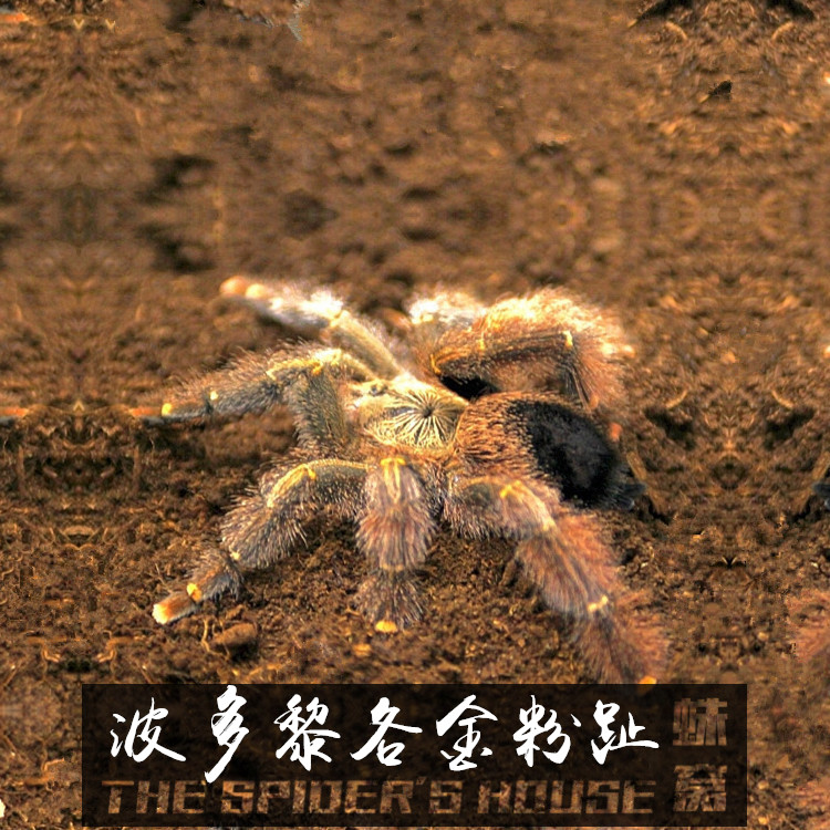 多哥星团巴布 树巴布3l 1~1.5cm 活体宠物蜘蛛捕鸟蛛