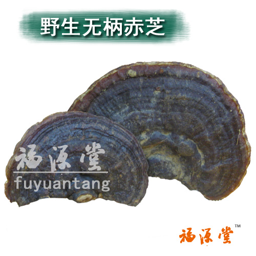 野生灵芝无柄赤芝整枝林芝红紫芝可切片250g 买3送孢子粉 包邮