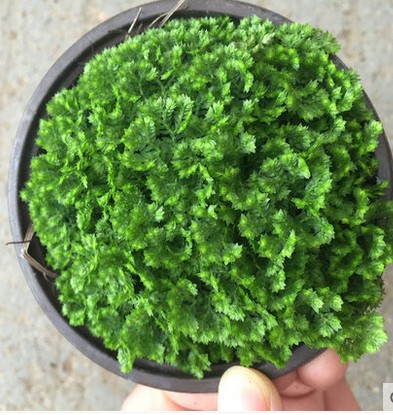 微背景蕨类植物翠云草 幸福草 吉祥草 情人草 绿地球 珊瑚蕨盆栽